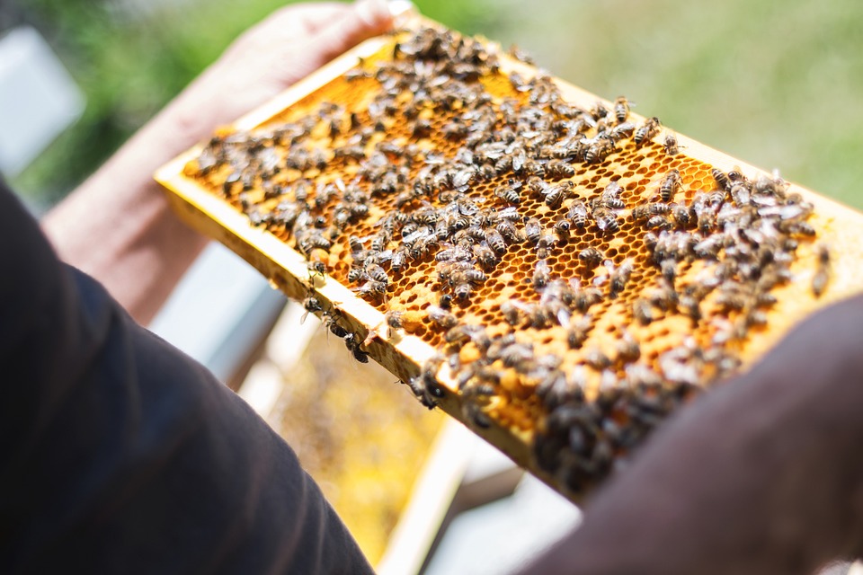 Bienenwabe mit Bienen