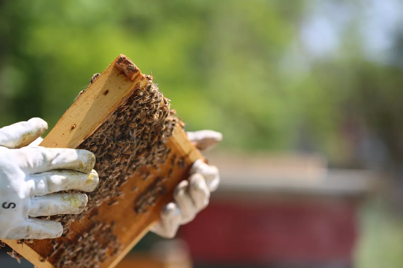 Bienenwabe Bienenwabe