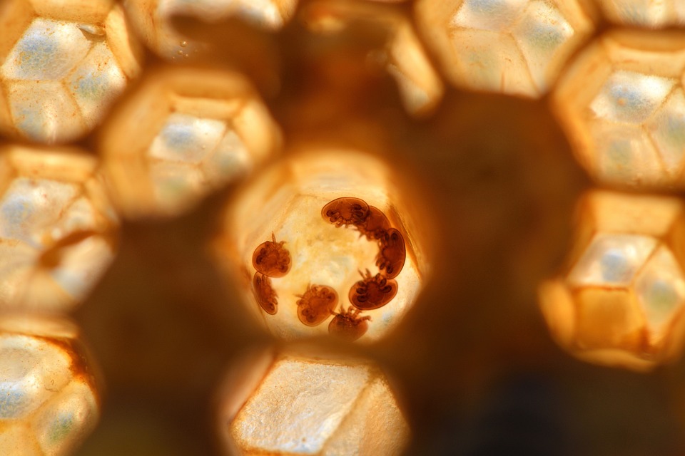 Varroamilbe in einer Bienenwabe