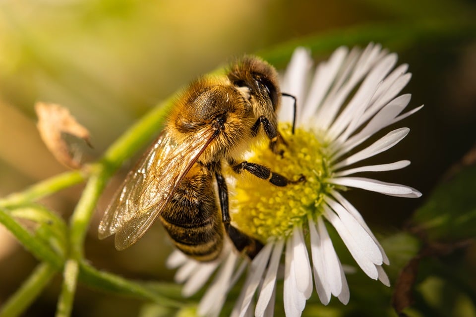 Biene auf einer Blume